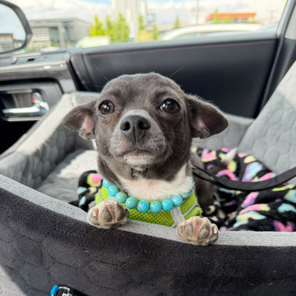 Small Dog in a car on a car seat wearing a Stunning Beaded Pet Collar from POPNCO called Poseidon 