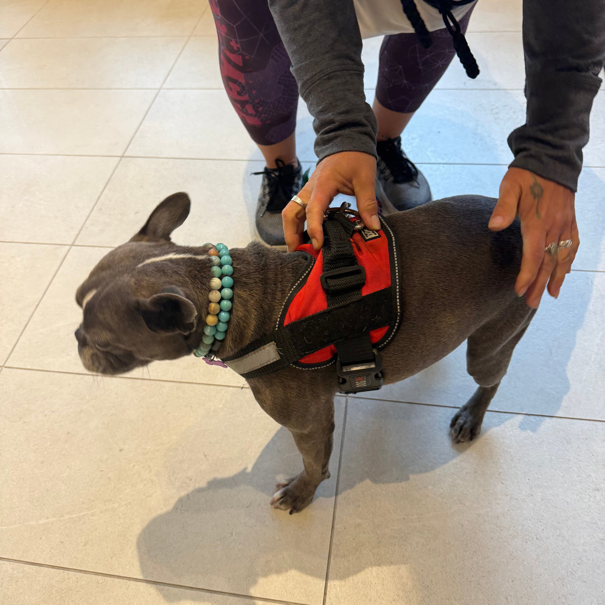 POPNCO Poseidon 12mm Beaded Pet Collar. teal Marble Acrylic and Resin beads on Aircraft Grade Stainless Steel Wire. A gray French Bulldog wearing a red and black harness, standing on a light beige tiled floor while a person adjusts the harness.