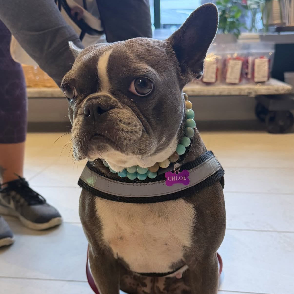A French bulldog wearing a green beaded collar and harness sits in a pet store. A teal text overlay at the bottom reads, 'Look how pretty Chloe looks in her new collar!' with '@popco_pup' above it.