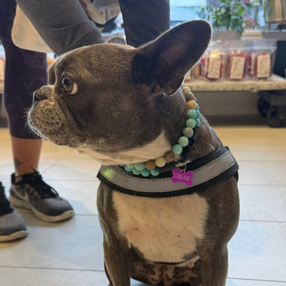 A French bulldog wearing a green beaded collar and harness sits on a leash in a pet store. A green text overlay at the bottom reads 'We love a double stack moment @popnco.