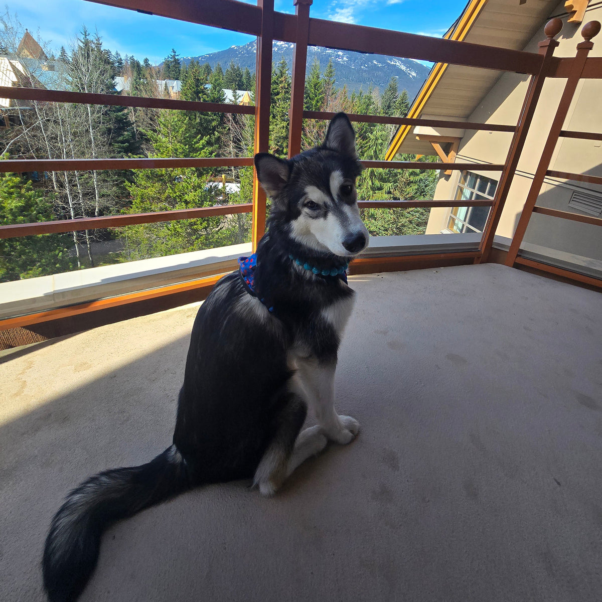 A black and white husky dog wearing a blue collar sits on a concrete balcony overlooking a scenic mountain and forest view.