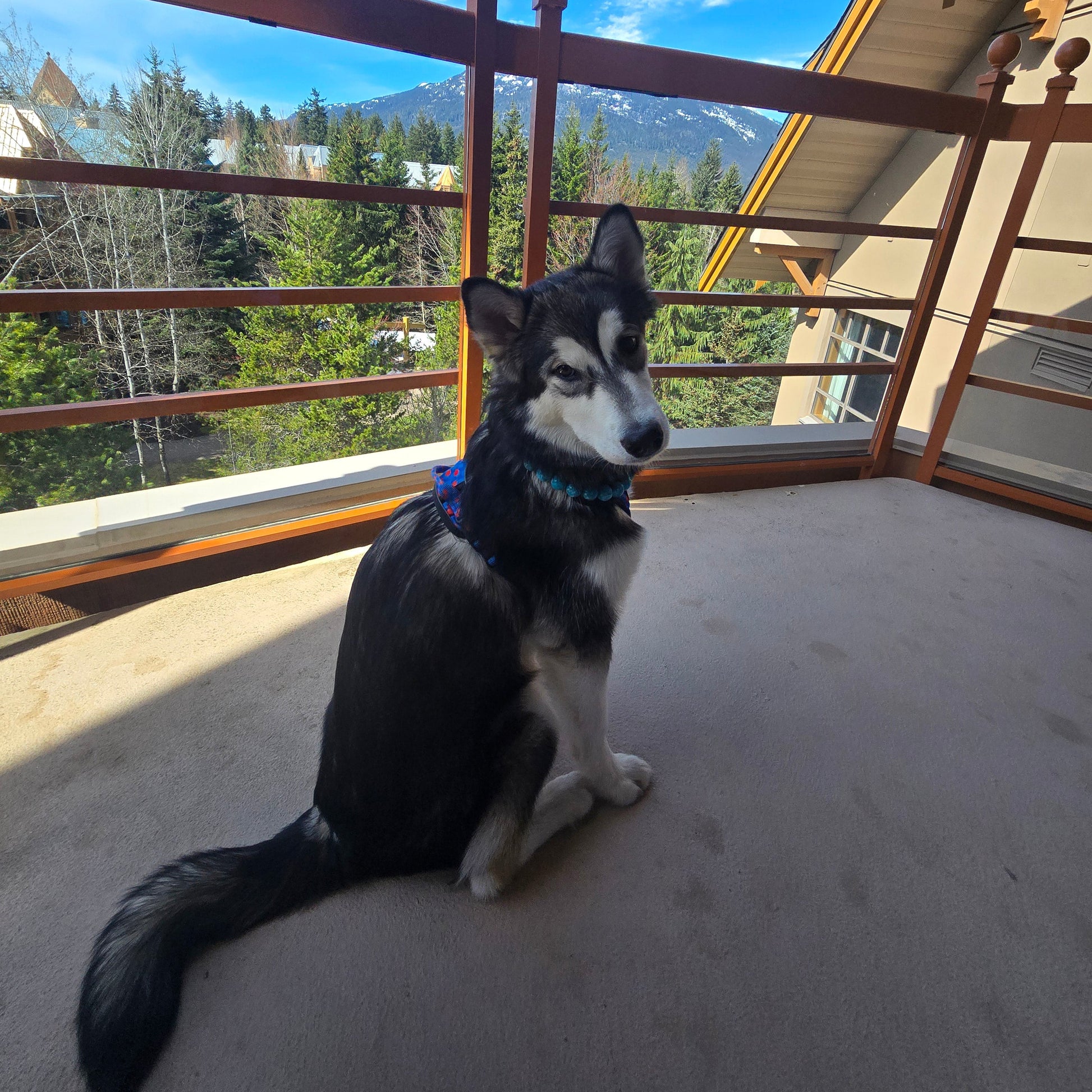 A black and white husky dog wearing a blue collar sits on a concrete balcony overlooking a scenic mountain and forest view.