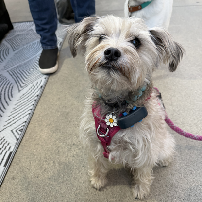 A small fluffy dog wearing a pink harness and collar sits on a carpeted floor indoors, with a leash attached and another dog partially visible in the background.