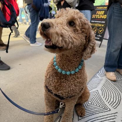 POPNCO Poseidon Beaded pet Collar - Turquoise beaded dog collar on aircraft grade stainless steel wire. A brown curly-haired dog wearing a turquoise beaded collar sits on a patterned rug at an outdoor event, with people and a Podium sign visible in the background.