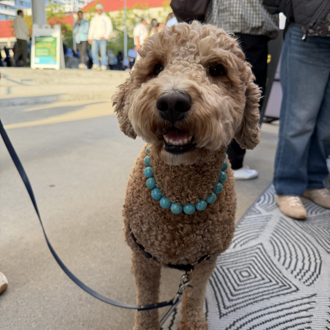 POPNCO Poseidon Beaded pet Collar - Turquoise beaded dog collar on aircraft grade stainless steel wire. A small curly-haired dog standing outdoors on a patterned rug, wearing a turquoise beaded collar and a black harness. People and a street scene are visible in the background.