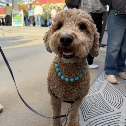 POPNCO Poseidon Beaded pet Collar - Turquoise beaded dog collar on aircraft grade stainless steel wire. A small curly-haired dog standing outdoors on a patterned rug, wearing a turquoise beaded collar and a black harness. People and a street scene are visible in the background.