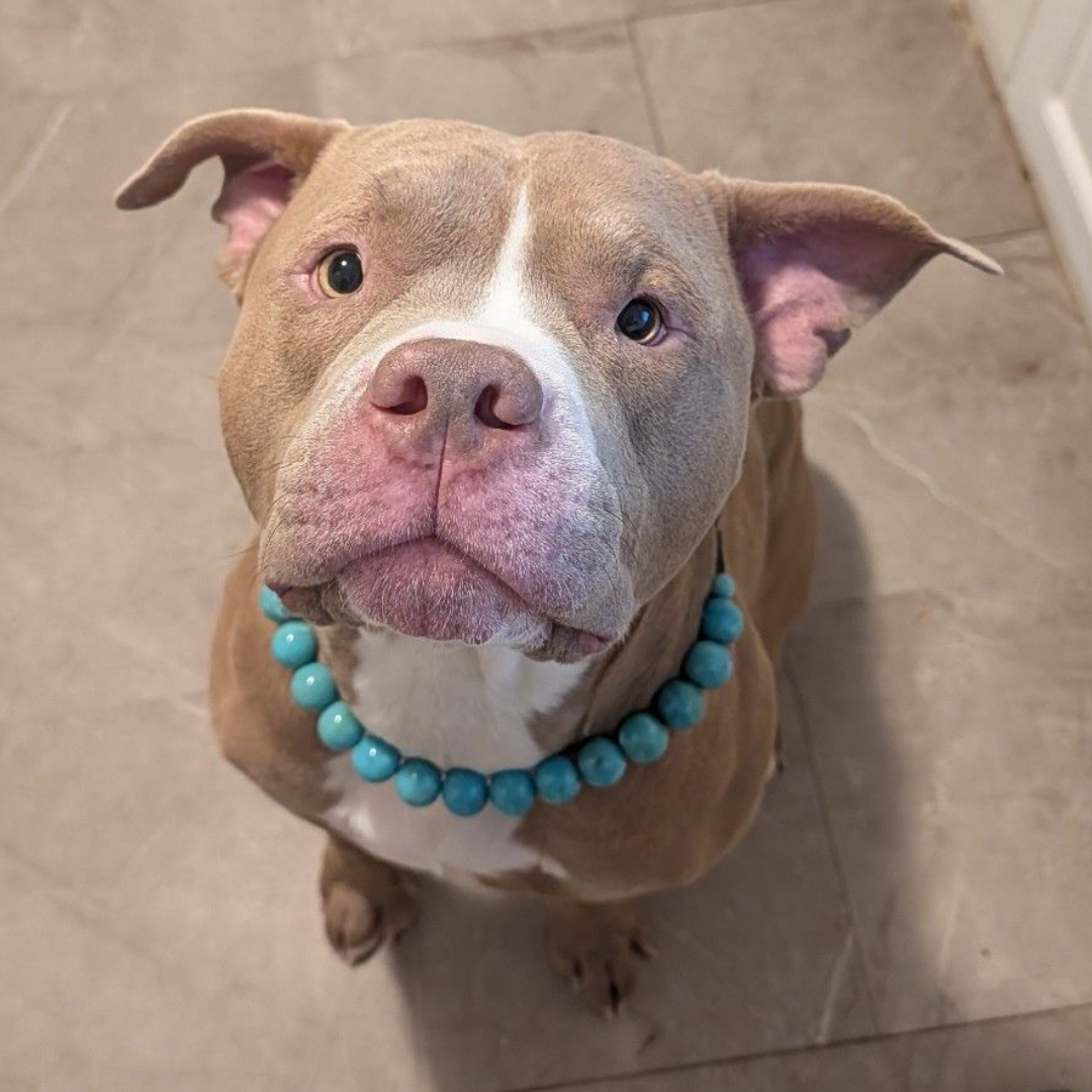 POPNCO Poseidon Beaded pet Collar - Turquoise beaded dog collar on aircraft grade stainless steel wire. A brown and white pitbull-type dog wearing a turquoise beaded necklace, looking up at the camera on a tiled floor.