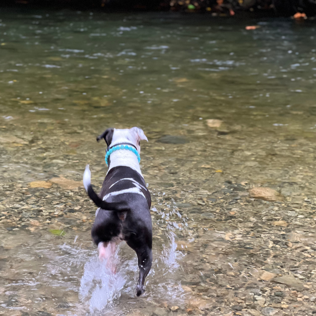 POPNCO Poseidon Beaded pet Collar - Turquoise beaded dog collar on aircraft grade stainless steel wire. Dog playing in a shallow stream with clear water and rocks.