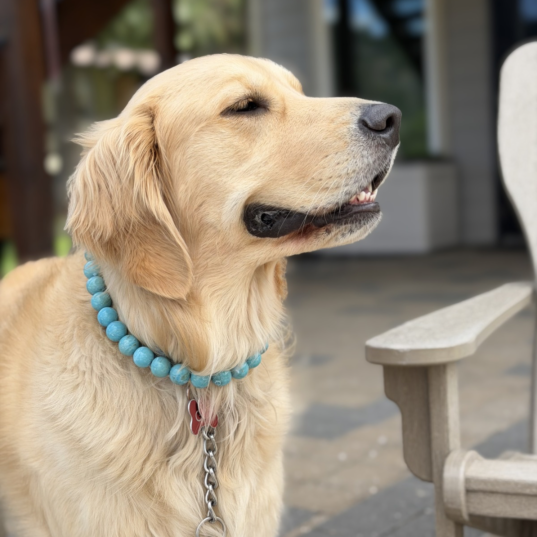 POPNCO Poseidon Beaded pet Collar - Turquoise beaded dog collar on aircraft grade stainless steel wire. Golden Retriever Gus standing outside smiling on a patio wearing the POPNCO beaded pet collar Posidon. The Teal beaded collar is paired with a chain and red dog tag.
