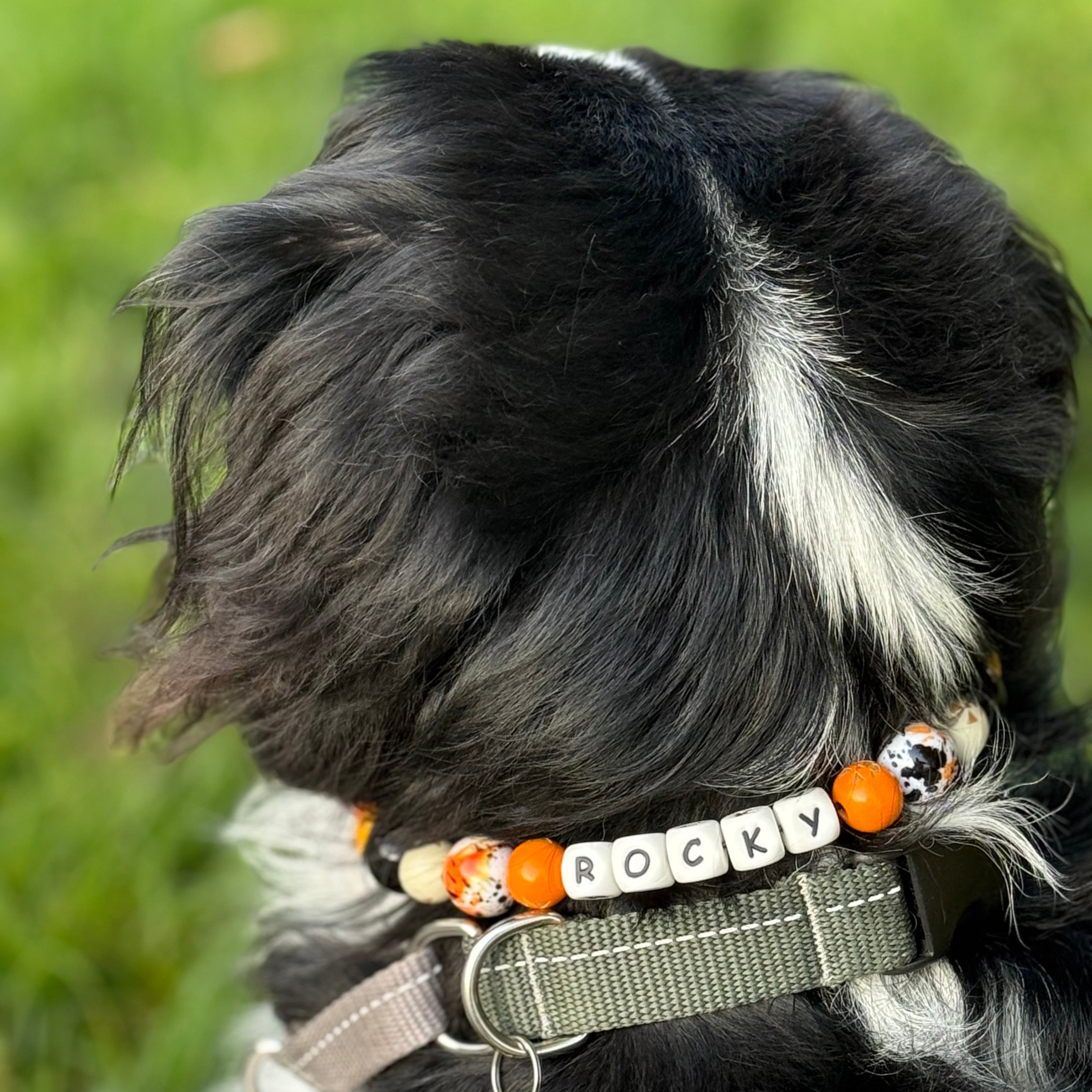 A close-up lifestyle shot of a black and white dog from behind, wearing a personalized beaded collar that spells 'ROCKY' in white letter tiles with orange beads, and an olive green nylon collar.
