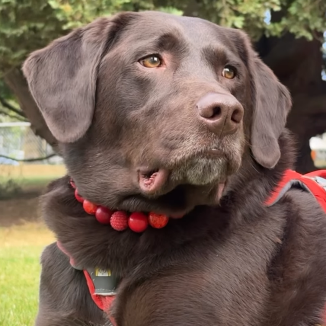 A close-up of a chocolate Labrador Retriever outdoors wearing a red harness and a red beaded collar.