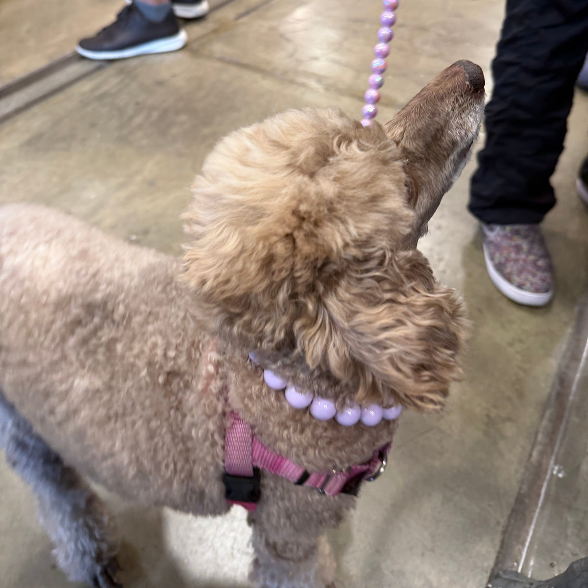 A light brown poodle wearing a pink harness and a lavender beaded collar, looking up while on a matching beaded leash in an indoor event space.