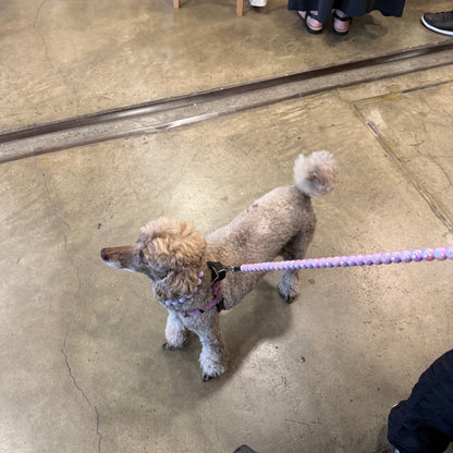 A small beige poodle wearing a pink harness and leash stands on a concrete floor in a shop or studio setting, with parts of people and furniture visible around it.