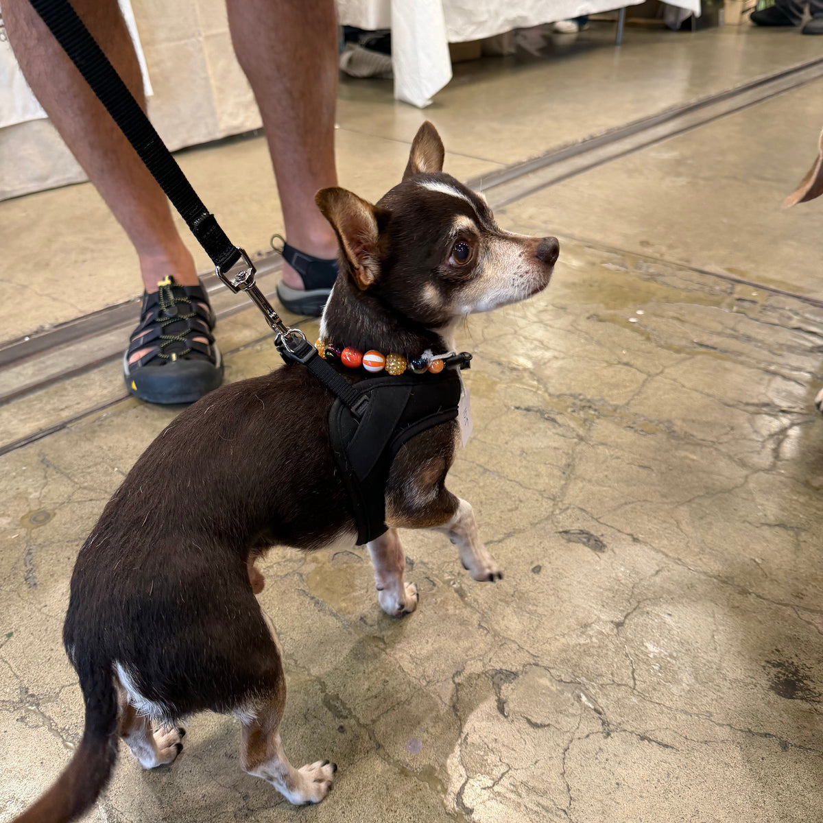 A small brown and white dog wearing a black harness and a beaded collar stands on a concrete floor indoors, attached to a leash held by a person whose legs are visible in the frame.
