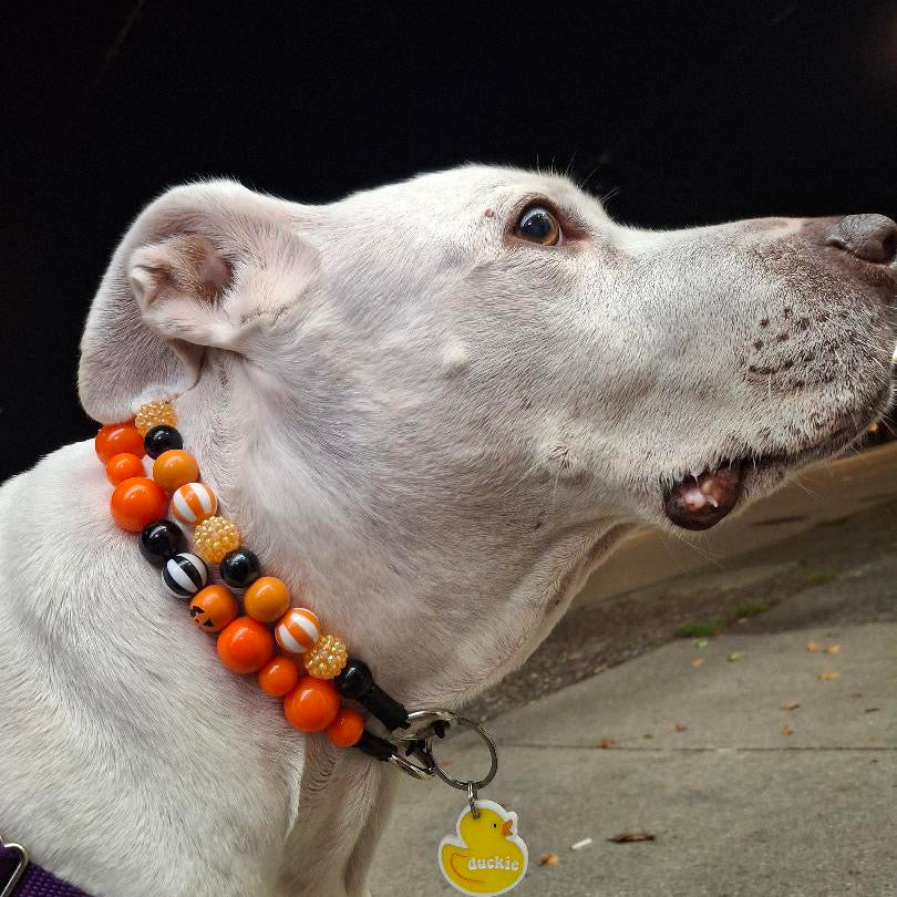 A white dog wearing a purple collar with a beaded orange, black, and white accent collar and a yellow rubber duck tag, set against a dark background.