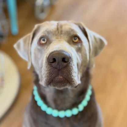 A close-up portrait of a gray dog wearing a bright turquoise beaded collar, set against a warm, blurred indoor background.