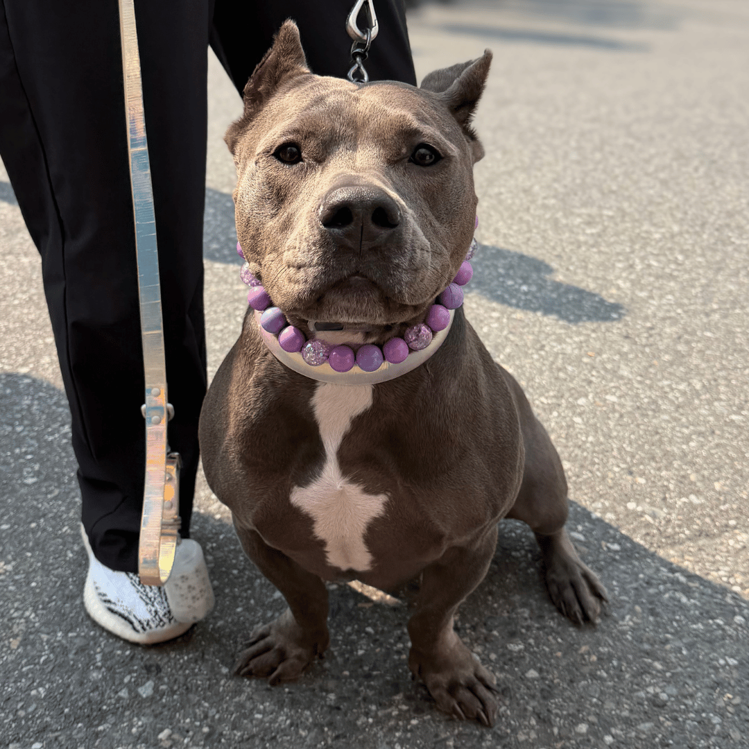 A muscular short-haired dog with a grey and white chest pattern sits on asphalt wearing a purple beaded collar, next to a person wearing black pants and white sneakers holding a leash.