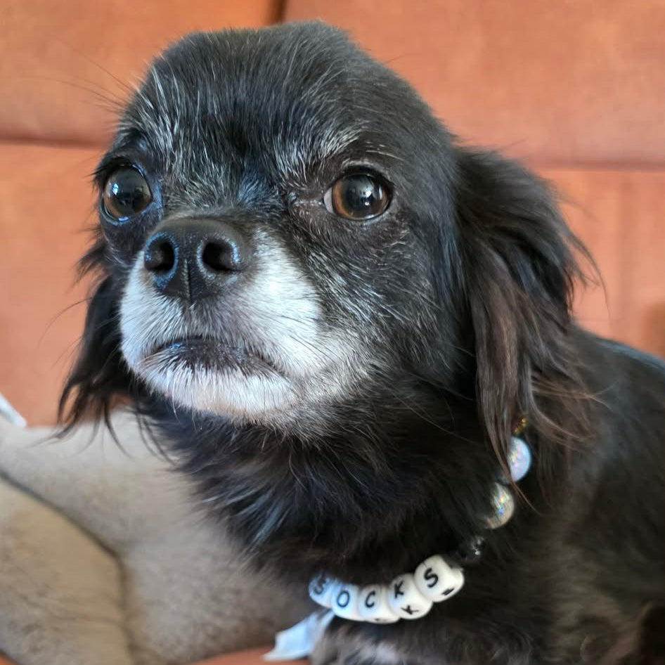A small black and white dog wearing a white collar with black lettering, sitting on a brown leather couch.