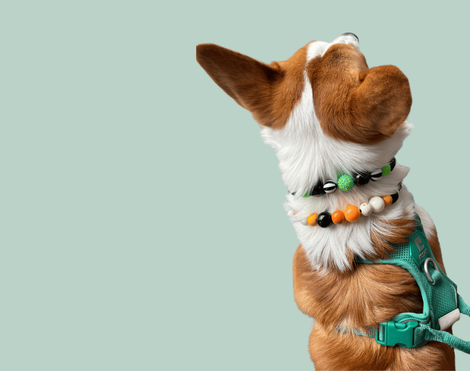 Corgi wearing 2 PONCO Beaded Pet Collars from the Spooky Collection, Pumpkin Spice and Lydia on a Green Background. 