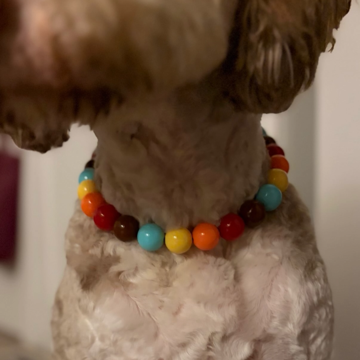 A small fluffy dog wearing a colorful beaded necklace, photographed indoors. The dog's face is mostly out of frame, but the neck, chest, and front legs are visible.