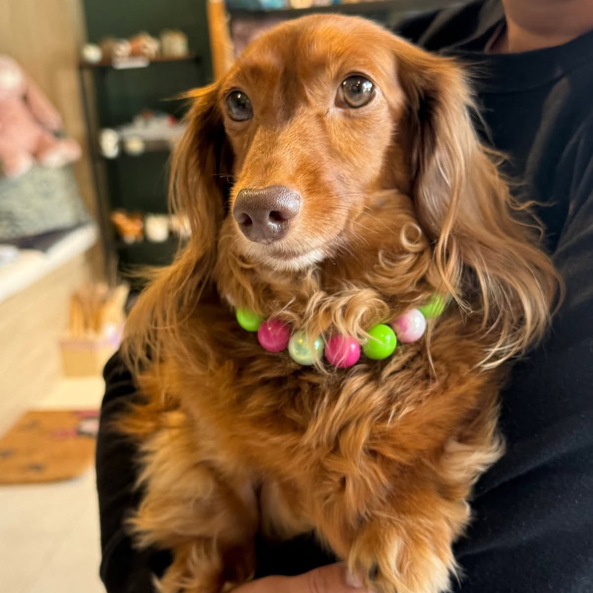 A long-haired brown dachshund wearing a colorful beaded collar, held in the arms of a person in a retail store setting.