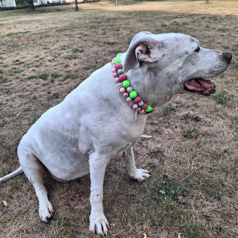 A white dog sitting on dry grass in a park, wearing a colorful beaded collar with pink, green, and white beads.