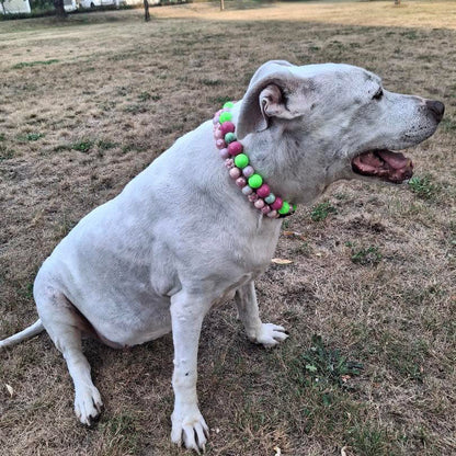 A white dog sitting on dry grass in a park, wearing a colorful beaded collar with pink, green, and white beads.