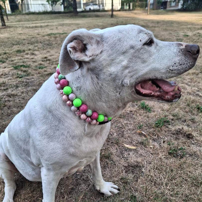 A white dog sitting on dry grass wearing a colorful beaded collar with pink, green, and white beads, outdoors in a park-like setting.
