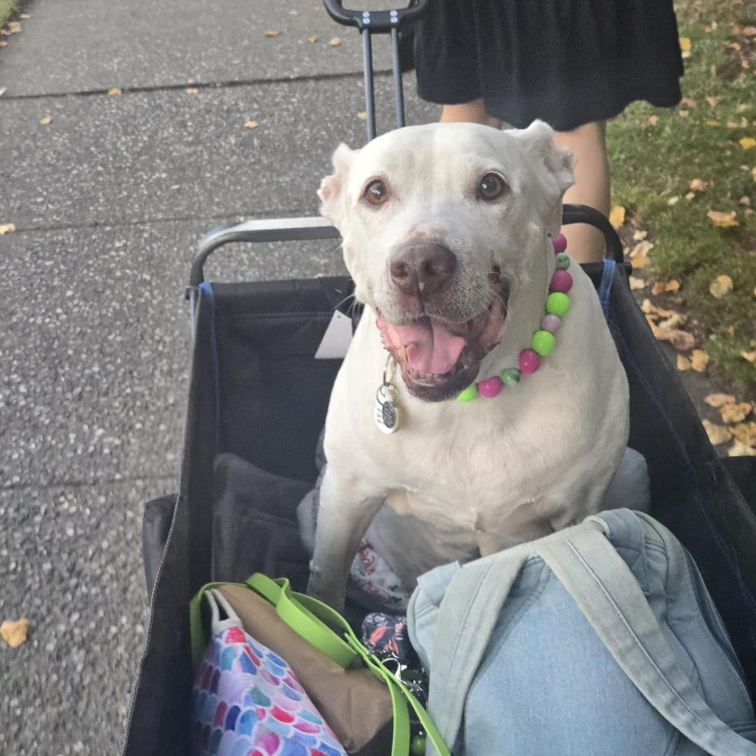 A white dog wearing a colorful beaded collar sits in a black stroller being pushed outdoors by a person in a black dress. The stroller contains a light blue denim jacket and a patterned bag.