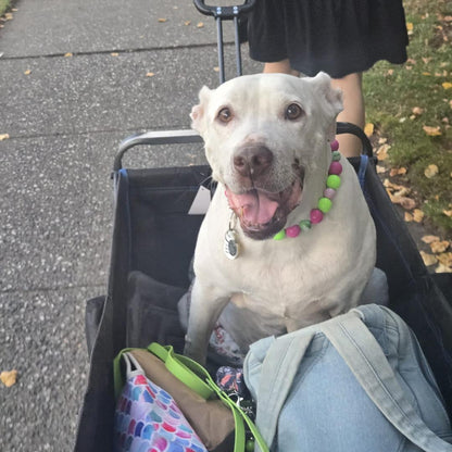 A white dog wearing a colorful beaded collar sits in a black stroller being pushed outdoors by a person in a black dress. The stroller contains a light blue denim jacket and a patterned bag.