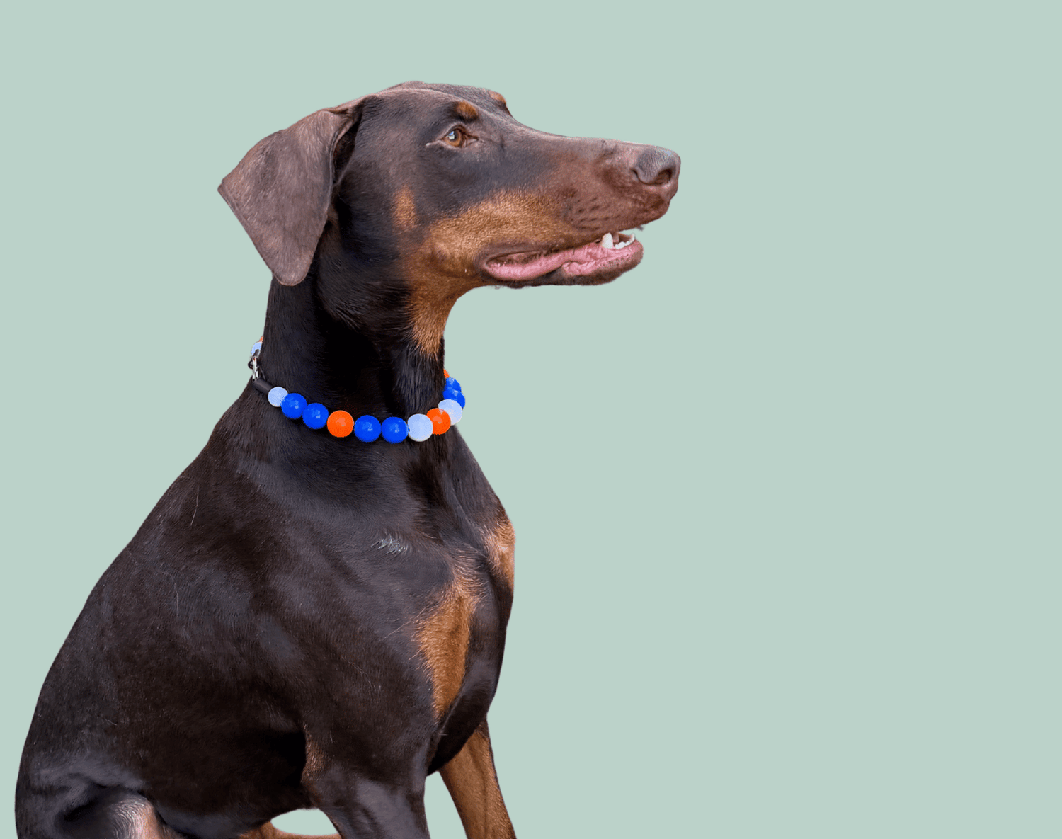 Dog wearing a colorful collar Called Oilers from the Team Colors Game Day Collection on a light green background