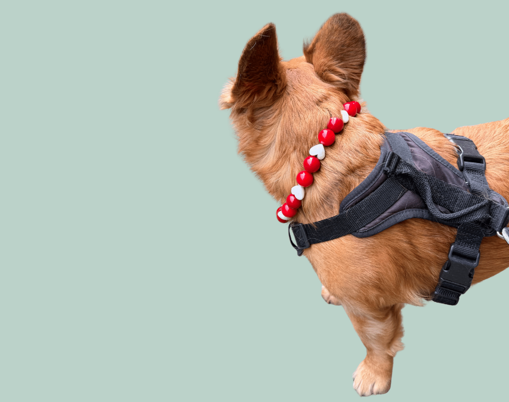 Small dog wearing a harness with red and white beaded Pet collar from POPNCO Called Cinnamon Hearts on a light green background
