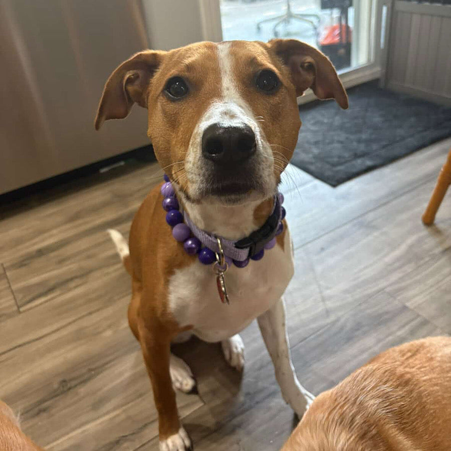 A brown and white dog wearing a purple beaded collar sits on a wood-look floor in an indoor room with a stainless steel appliance and glass door in the background.