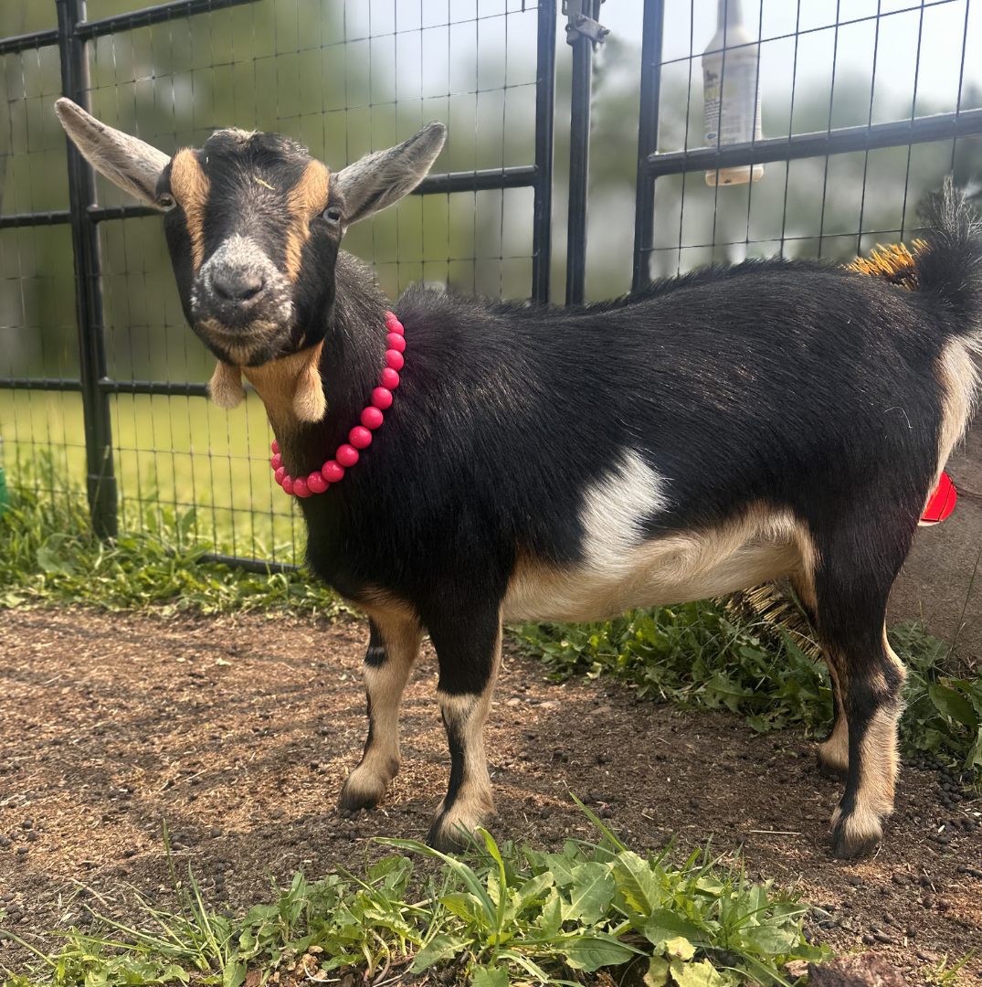 POPNCO Vogue beaded Pet Collar. Solid Pink acrylic and resin beads on aircraft grade stainless steel wire. A black and tan goat wearing a bright pink beaded collar, standing on dirt ground in front of a wire fence.