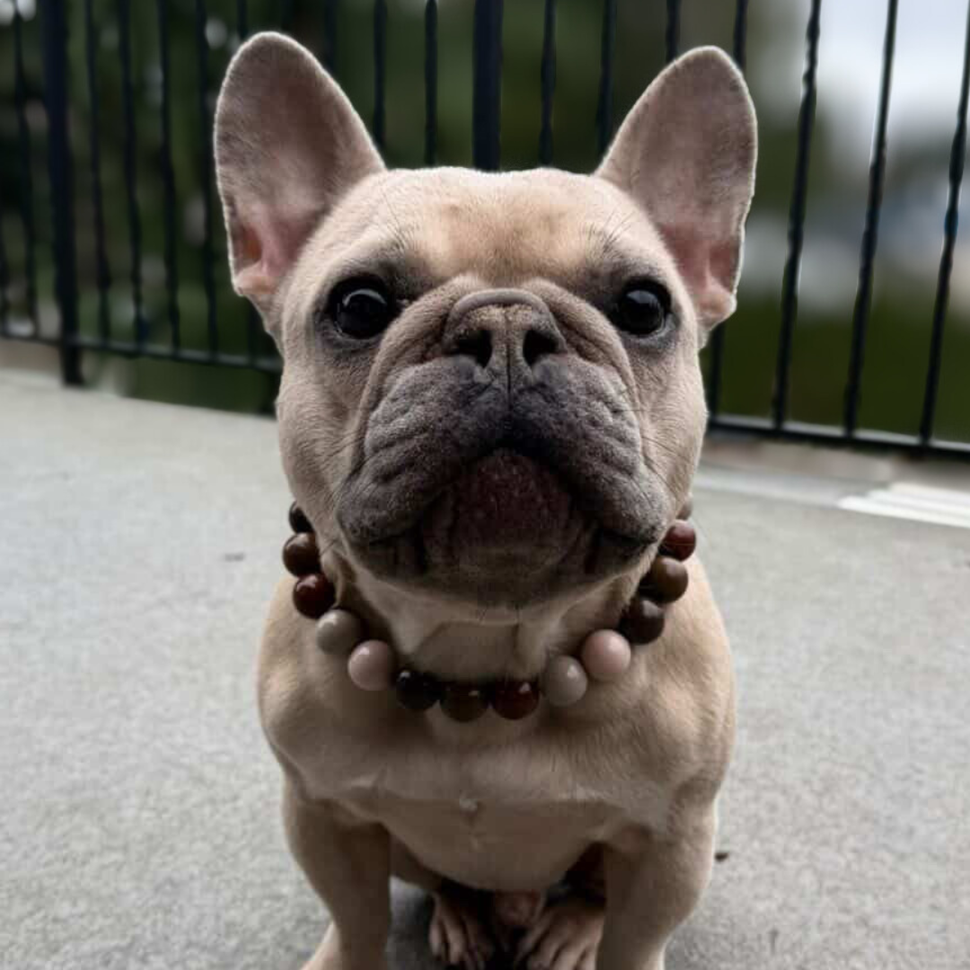 POPNCO Wilber beaded Pet Collar. Brown and Tan Acrylic and Resin Beads on Aircraft Grade Stainless Steel Wire. French Bulldog wearing a beaded collar standing on a pavement.