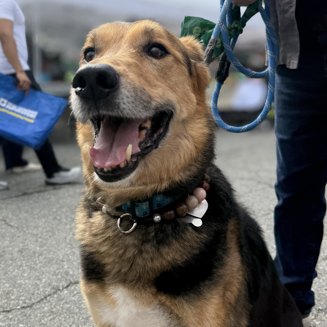 A close-up shot of a happy brown and black dog wearing a patterned collar with a bone tag, sitting on asphalt with a person holding a blue leash in the background.