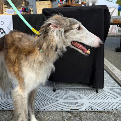 A long-haired gray and white dog wearing a green collar and attached mint green leash stands in an outdoor market stall with a black table behind it. Jewelry displays and tents are visible in the background.