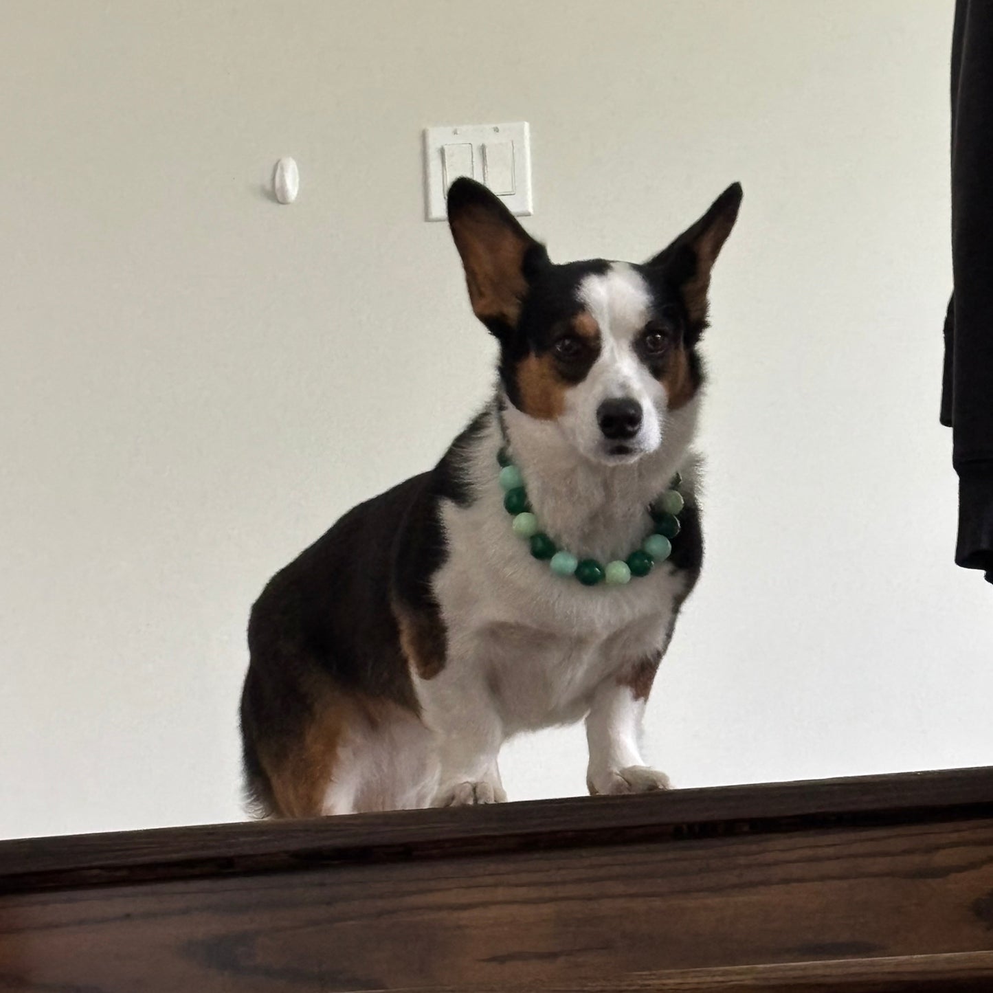 POPNCO green Collar Willow on a Corgi Dog standing at the top of a set of stairs 