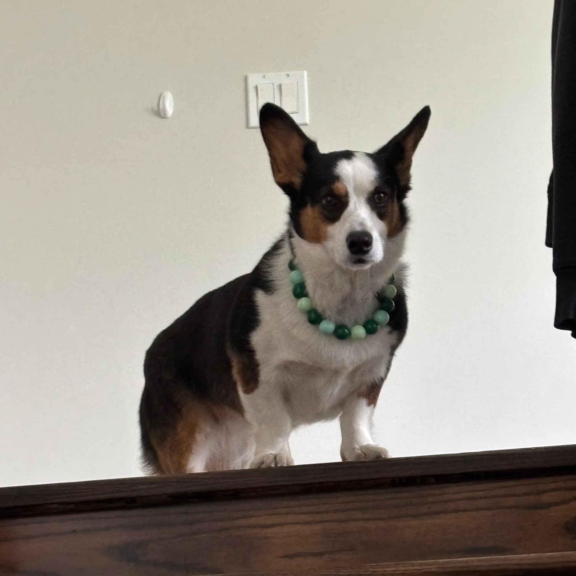 POPNCO green Collar Willow on a Corgi Dog standing at the top of a set of stairs 