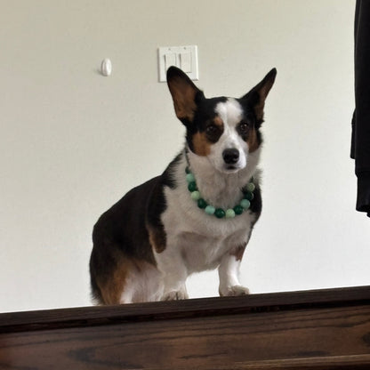 POPNCO green Collar Willow on a Corgi Dog standing at the top of a set of stairs 