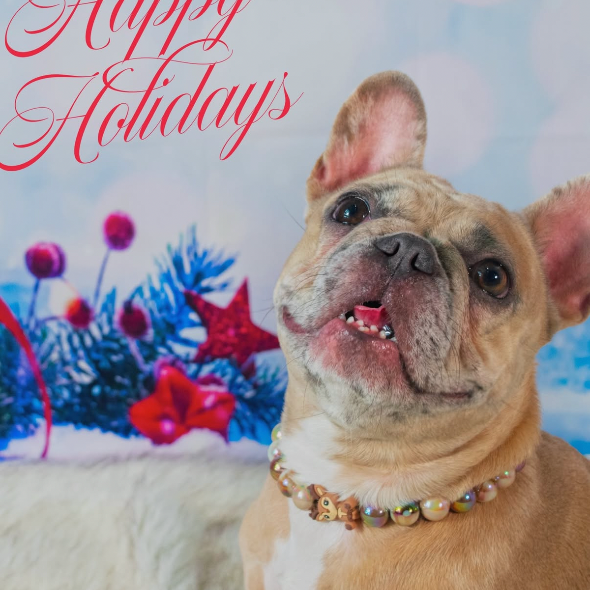 Dog wearing 16mm Dasher POPNCO Beaded pet Collar. the collar features AB 16mm acrylic beads on aircraft grade stainless steel wire and a O Ring as well as 2 Silicone Deer beads. with a 'Happy Holidays' text and festive background