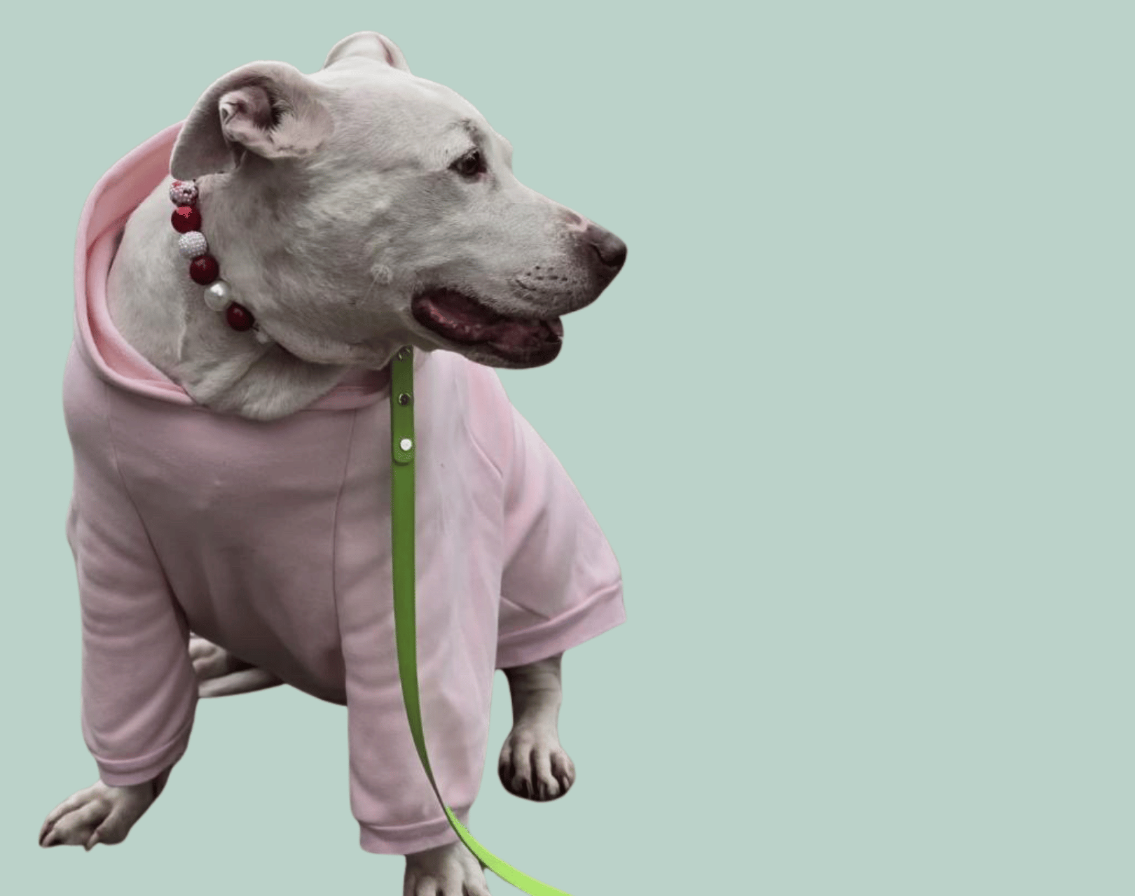 Dog wearing a pink hoodie on a light green background wearing the Elfie Beaded pet Collar from POPNCO. 