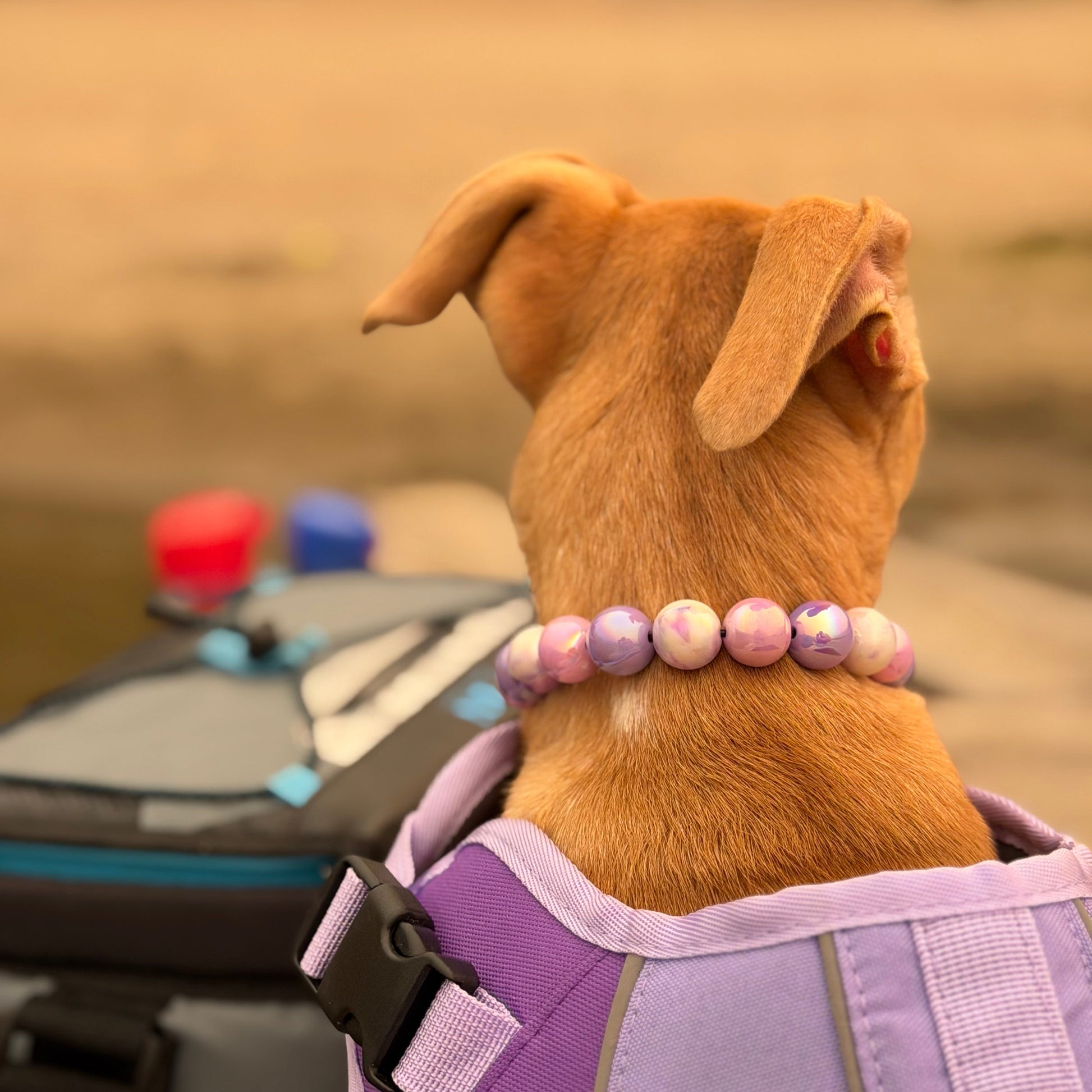 A small brown dog seen from behind wearing a purple and lavender pet harness and a pink beaded collar, with a blurred outdoor background and a bag in the foreground.