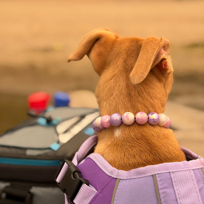 A small brown dog seen from behind wearing a purple and lavender pet harness and a pink beaded collar, with a blurred outdoor background and a bag in the foreground.