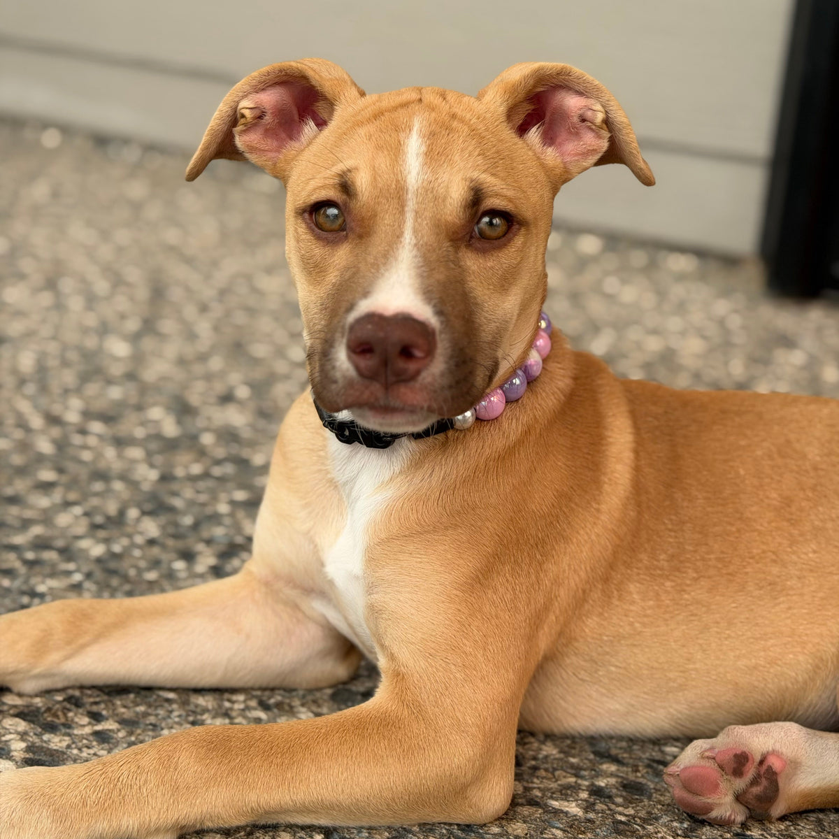 A tan and white dog lying on a speckled concrete surface, wearing a black collar with pink and purple beads. The background shows a light gray siding wall.