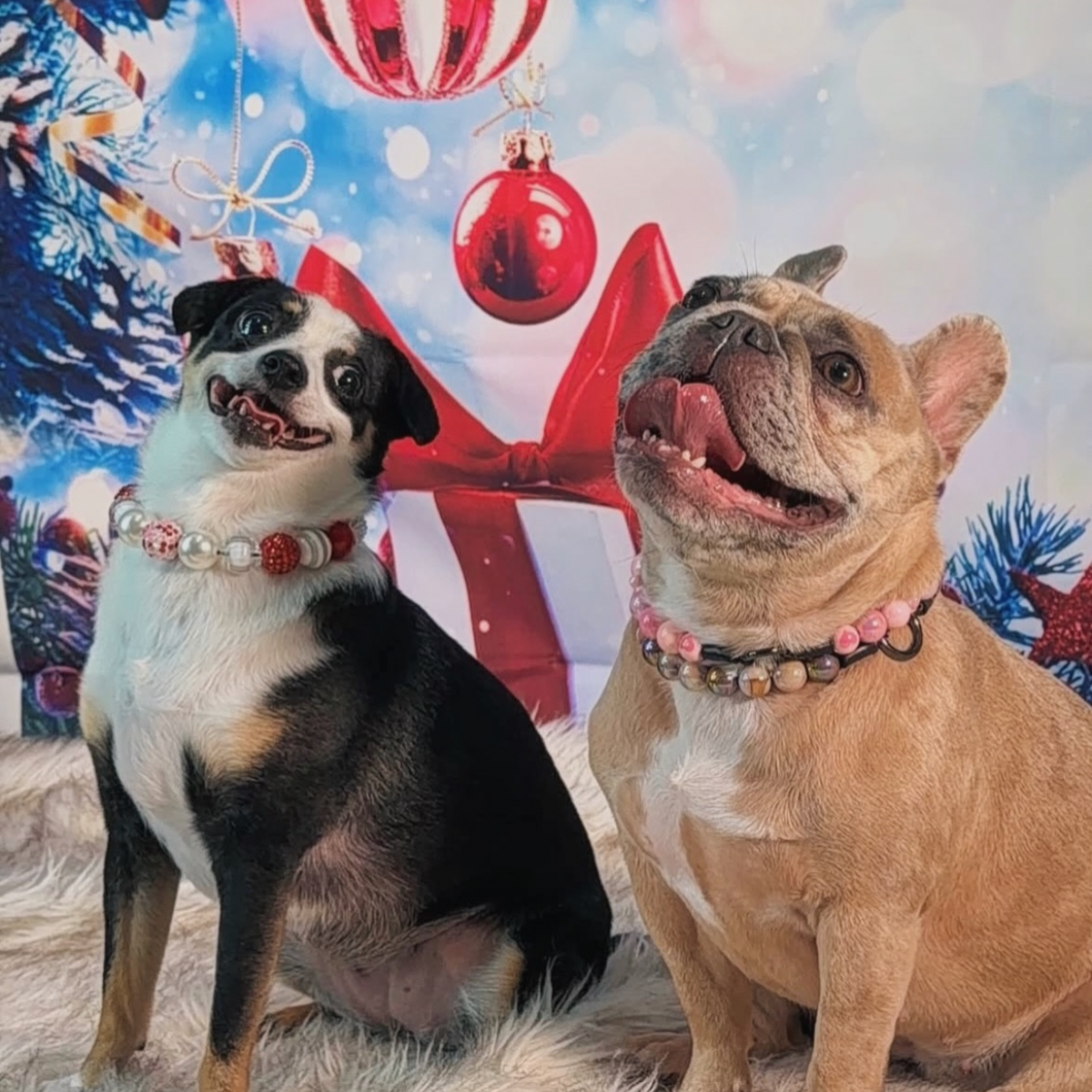 Two dogs sitting together with a festive background featuring Christmas decorations. Black and White Dog is on the left wearing a red and white beaded dog collar from POPNCO called Elfie and dog on the right is a tan frenchie wearing Maisy and 16mm Dasher POPNCO Beaded pet Collar. Dasher features AB 16mm acrylic beads on aircraft grade stainless steel wire and a O Ring as well as 2 Silicone Deer beads. 