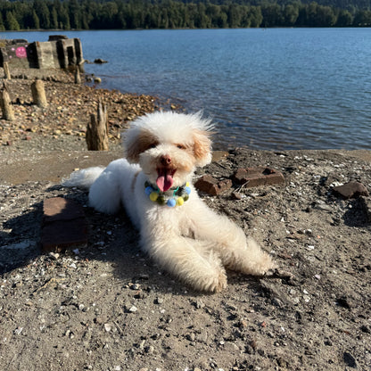 White dog with a Cowboy Blue, Olive Green and Pale Yellow Beaded Pet Collar from POPNCO called Cletus. Dog is sitting on a rocky shoreline by a lake. POPNCO beaded collar, Beaded dog collar, Breathable dog collar, Breathable dog collars, cat collar, Comfortable Dog Collar, dog collar, Durable dog collar, fashion collar, Pet accessories, pet collar, Popnco dog collar, slip on collar, Slip on dog collar, Stylish dog collar