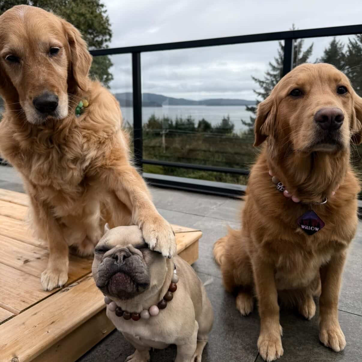Three dogs on a wooden deck with a scenic background wearing POPNCO Beaded Pet Collars. 