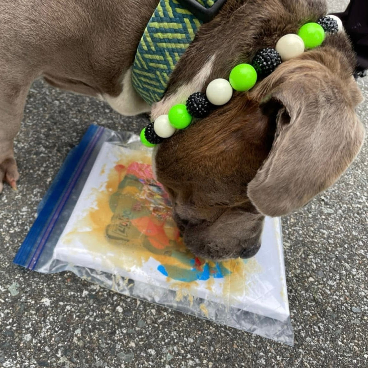 Dog sniffing a bag on the ground that has peanut butter on it. Inside the bag is a canvas and they are wearing a White, Lime Green and Black Beaded Pet Collar called Conjuring from the POPNCO beaded Pet Collar Spooky Collection. made with Aircraft grade stainless steel wire and acrylic and resin beads.