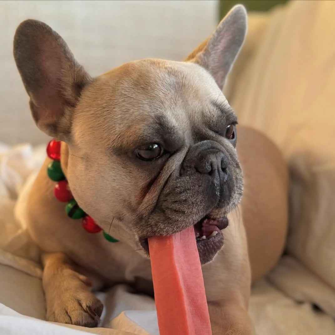 POPNCO ELF ON A SHElf beaded Beaded Pet Collar from the Winter, Christmas Holiday Collection featuring alternating green and red acrylic and resin beads on aircraft grade Stainless steel wire.